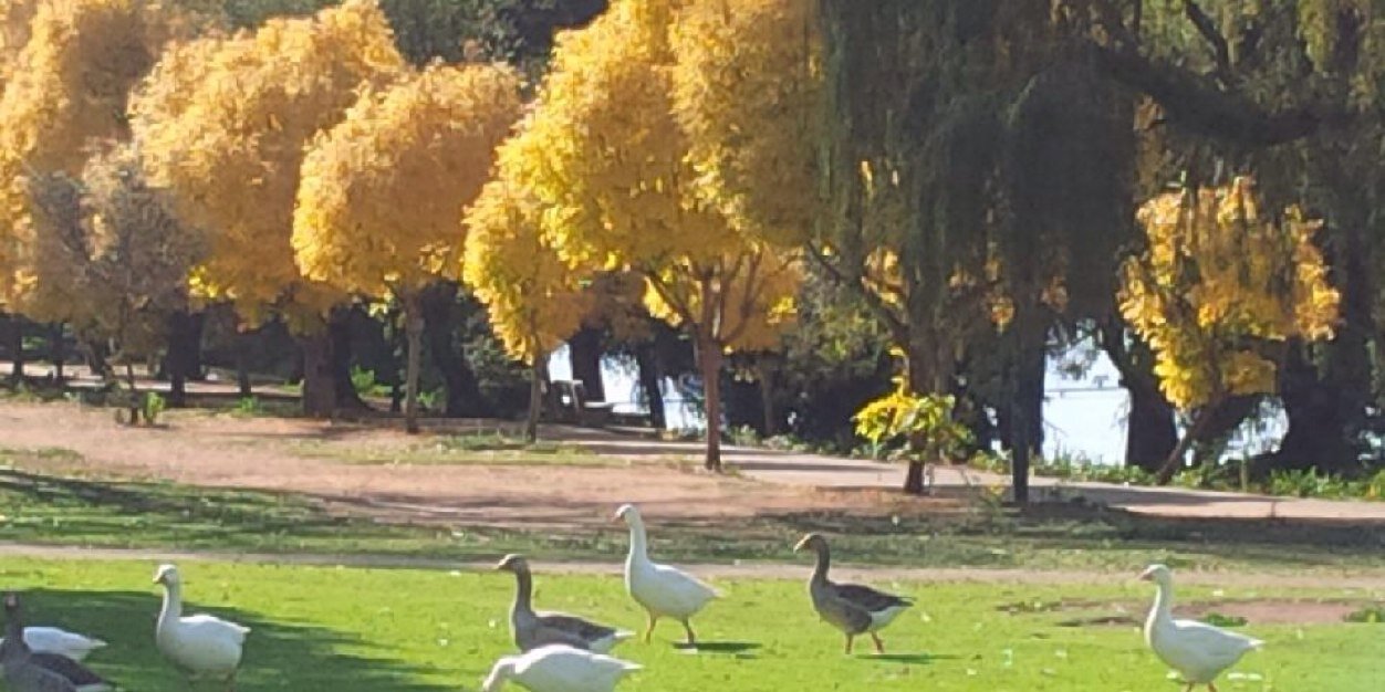 Mandy Collins banner