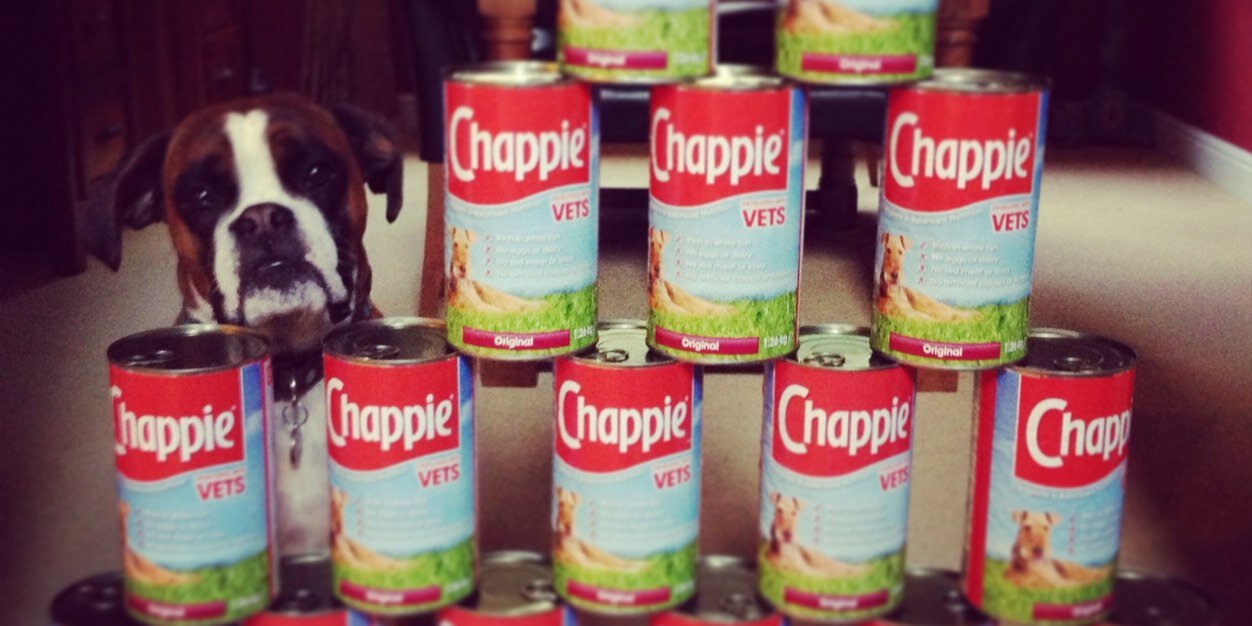 Indi the boxer dog banner