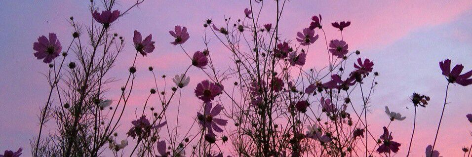 _levens_'s profile banner image