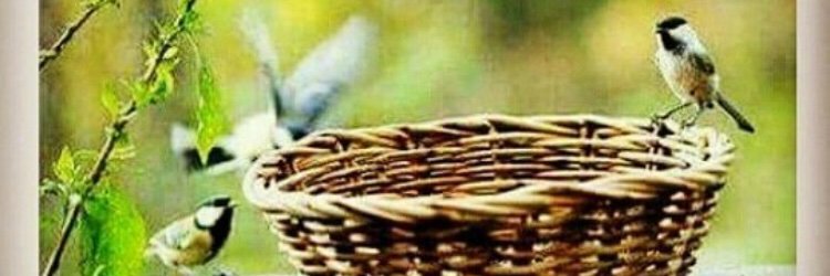 FareehaSamee's profile banner image