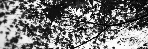 dizzy_chr's profile banner image