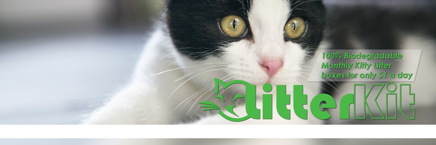Litter_Kit's profile banner image