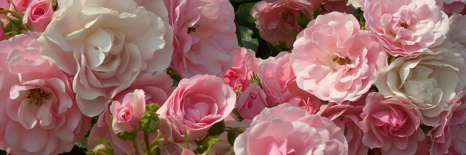 BetsyAlley's profile banner image