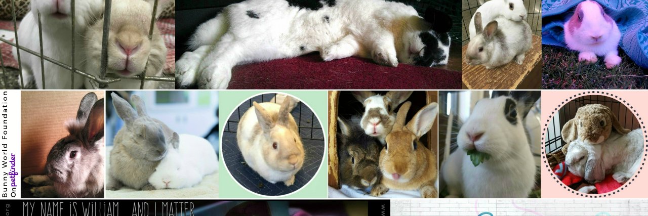 BunnyWorldFoundation banner