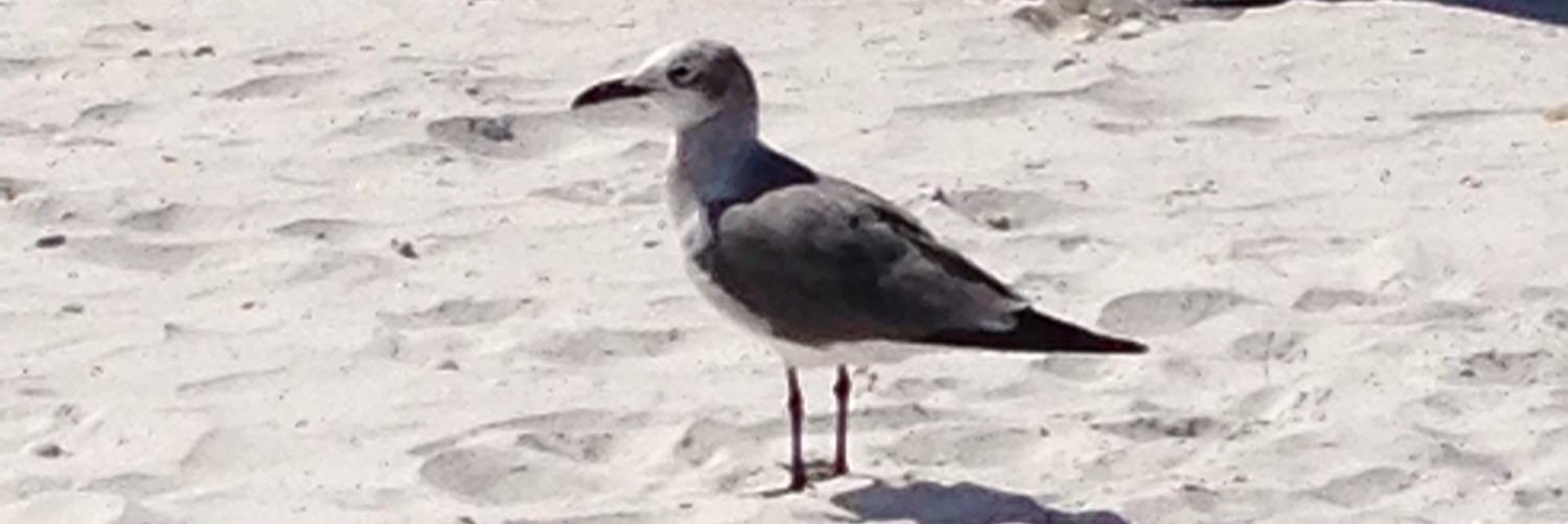 bluehawkballer4's profile banner image
