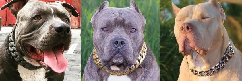 Big Dog Chains® banner