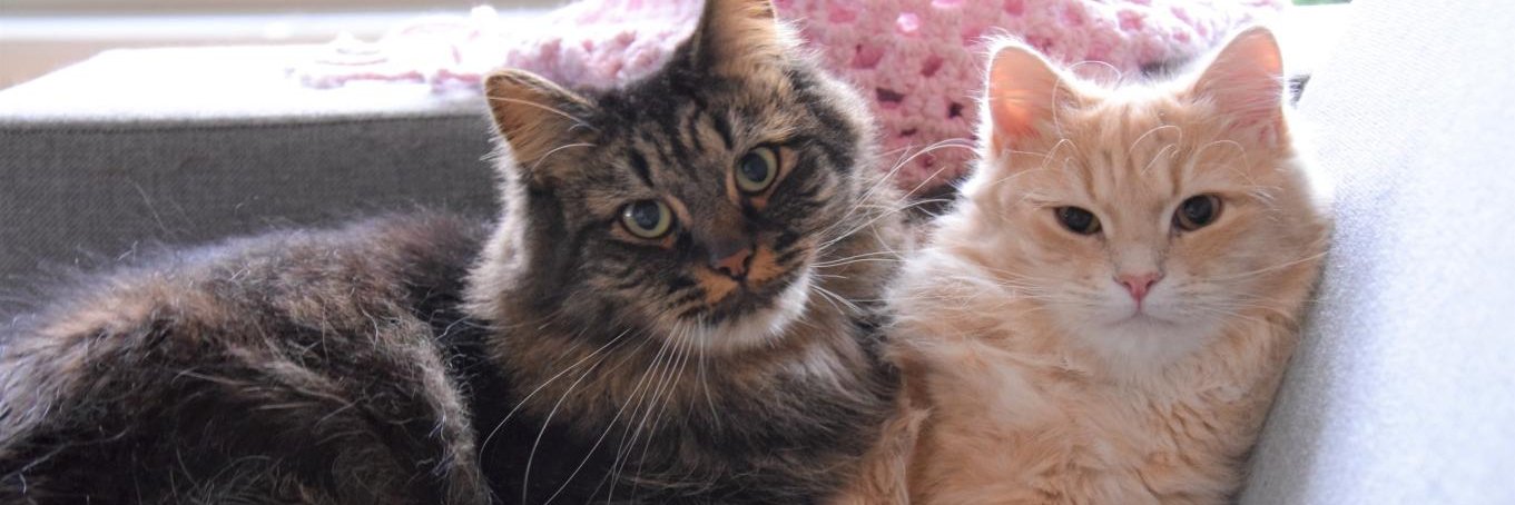 Querijn Heijmans banner