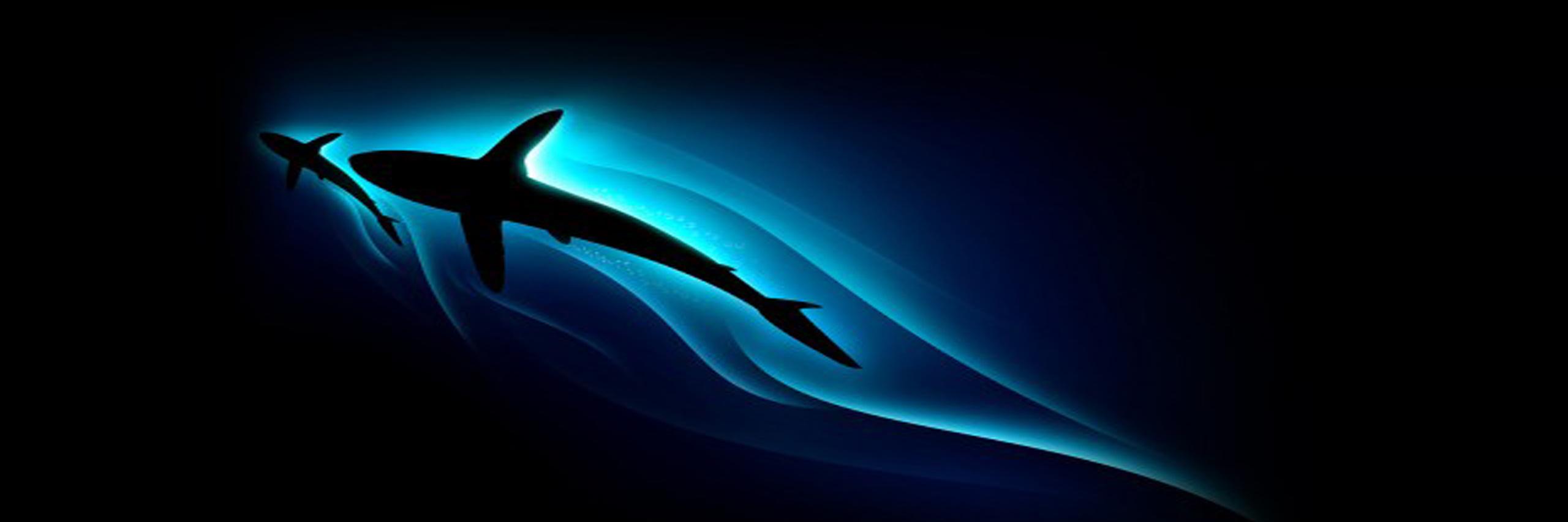 SharkTaleScuba's profile banner image