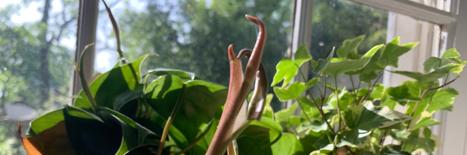 JessicaHipchen's profile banner image