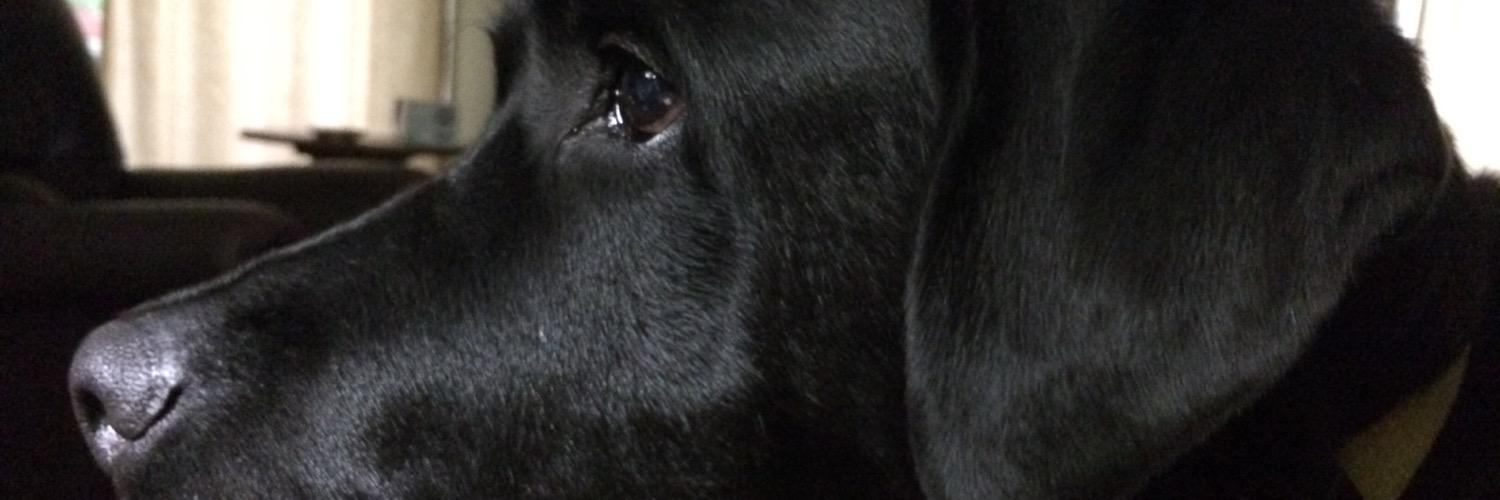 Kristin Wilson banner