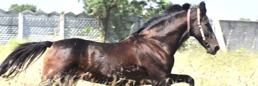 Ravindrasinh jadeja banner