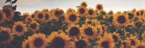 LarissaCamata's profile banner image