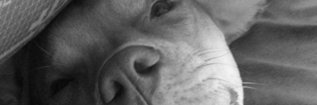 Johaaniiz_'s profile banner image