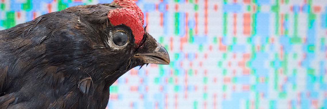 ConGenetics SSC banner