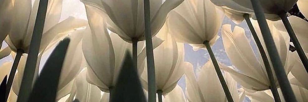 torondoy1971's profile banner image