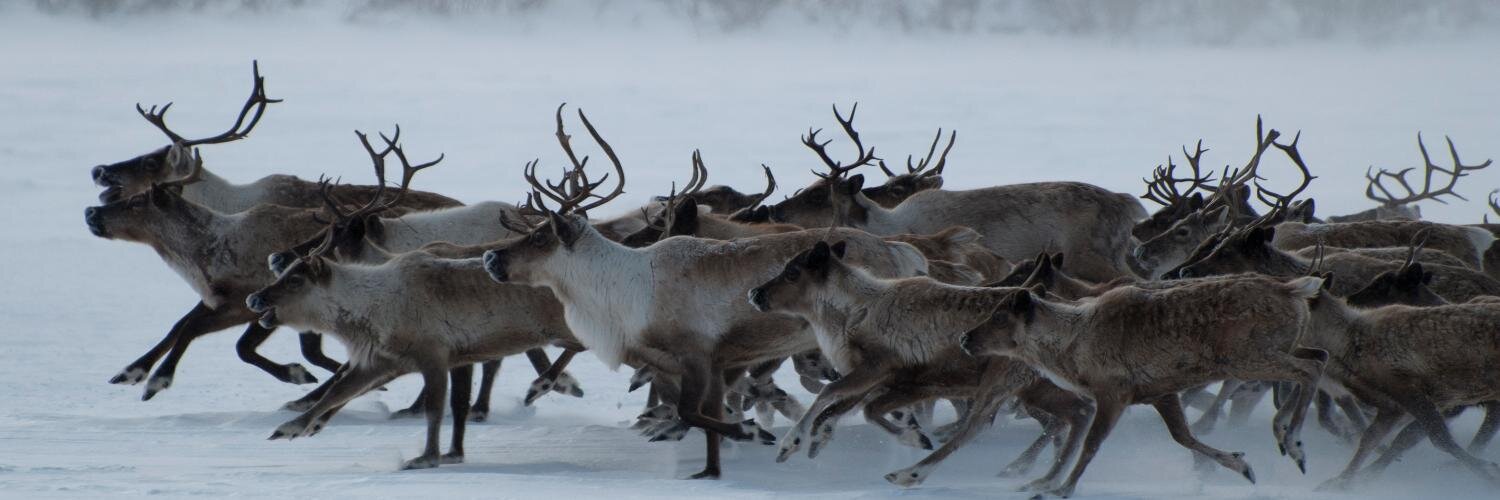 Northern Journal banner