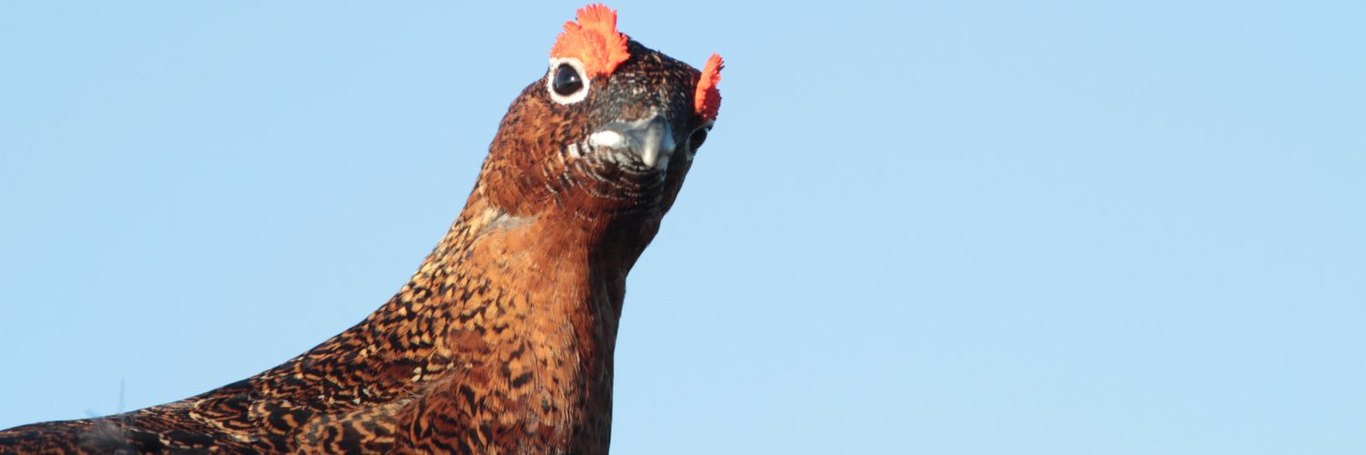 yorkshire_wild's profile banner image
