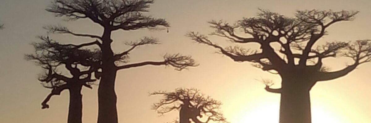 mcorebon's profile banner image