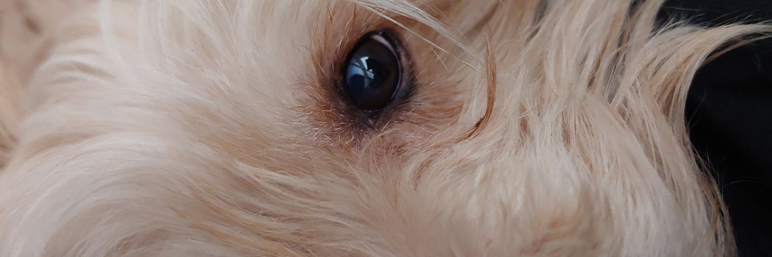 AJamesPhanPage's profile banner image