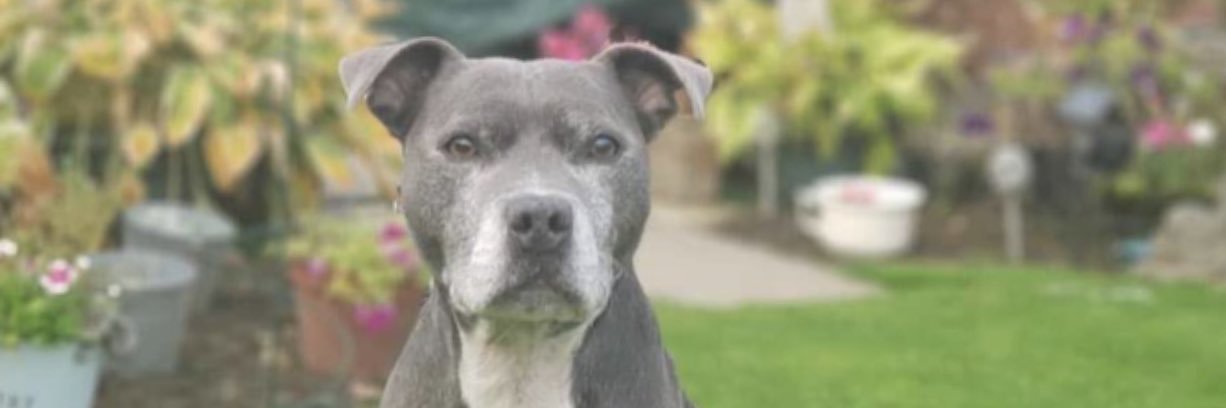 Tony Esmondd banner