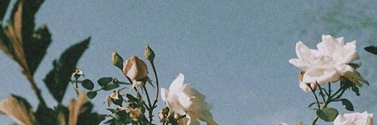 amyleifeste's profile banner image