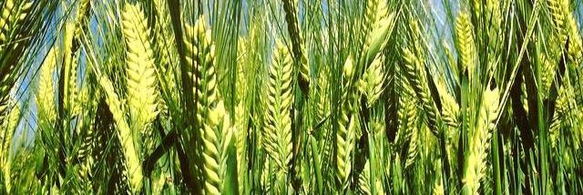 Young Aggies Moree banner