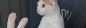 halfcastor's profile banner image