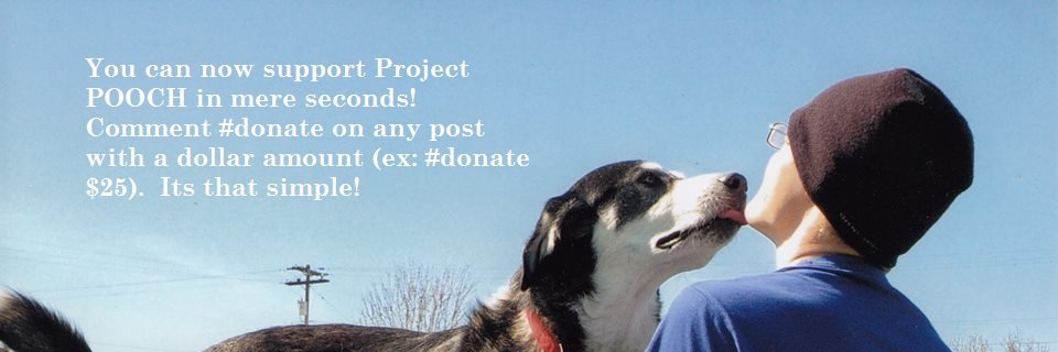 project_pooch's profile banner image
