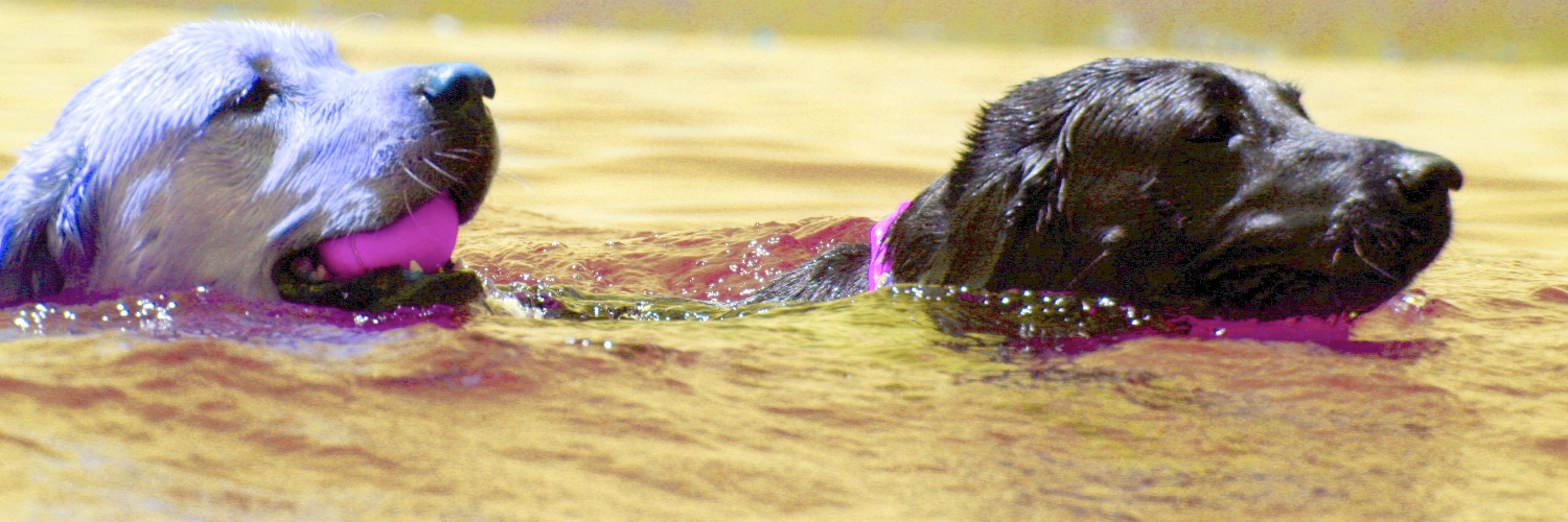 DogCoaching4You's profile banner image