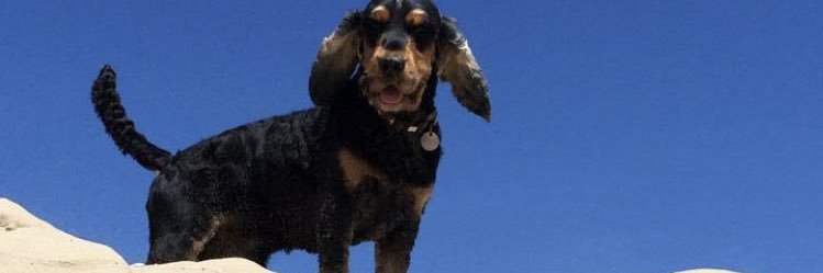 MaryScooby's profile banner image