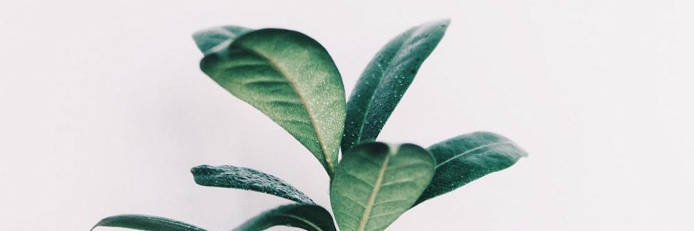 rubyannewhelan's profile banner image