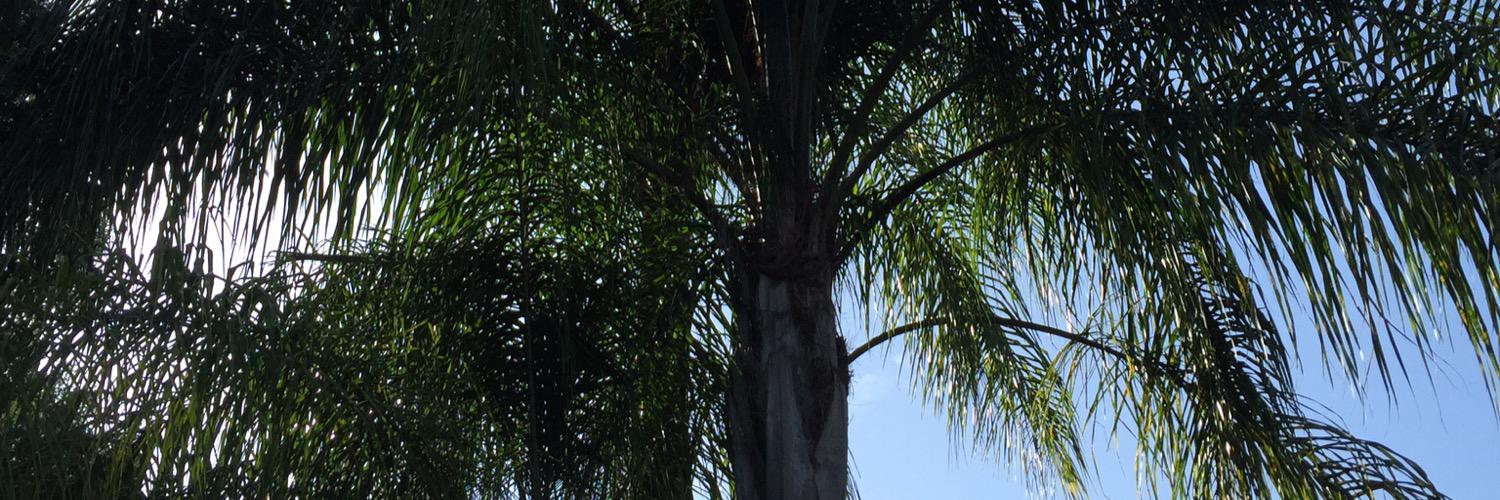 Dlarabee's profile banner image