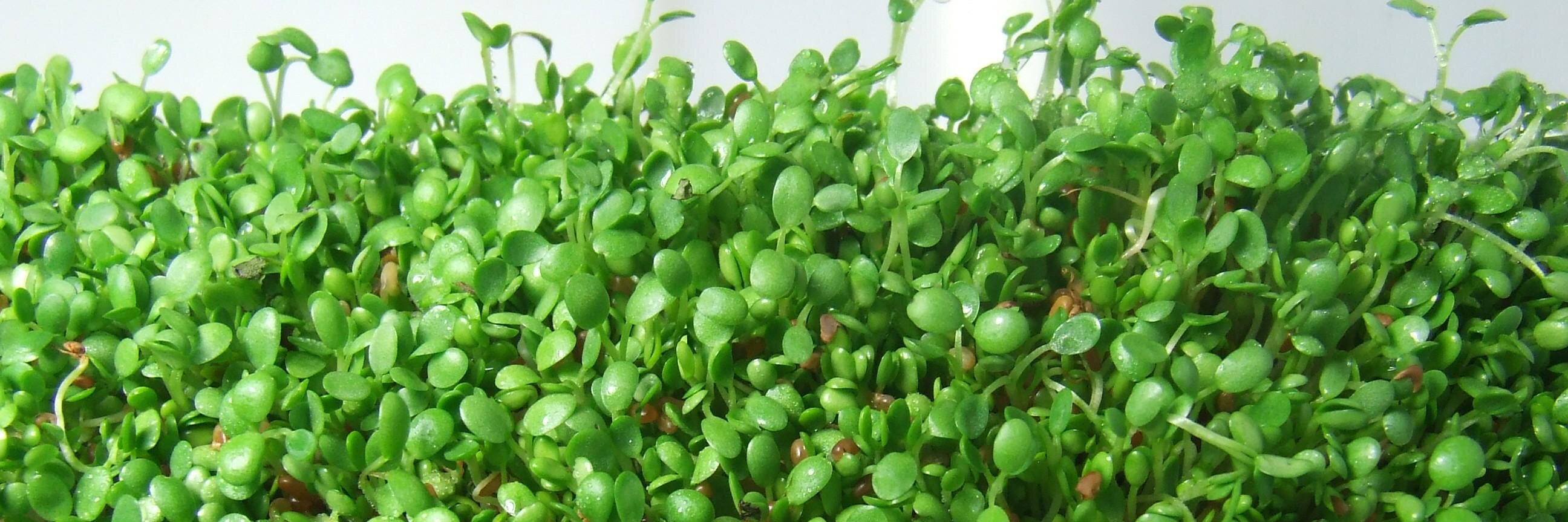 GreenSmoothie.com banner