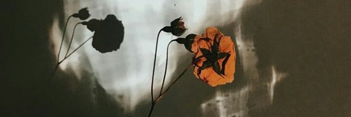 pgulcetas's profile banner image