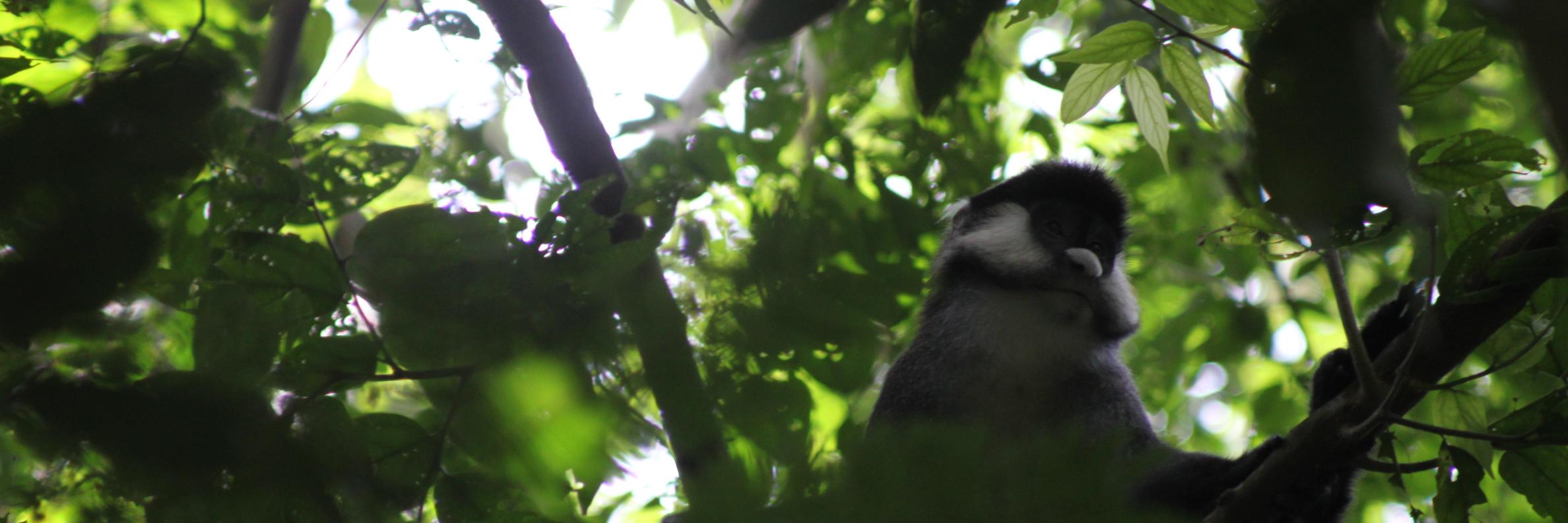 Anthony Dancer banner