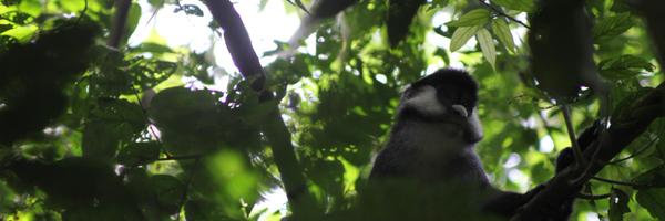 AntDancer Profile Banner