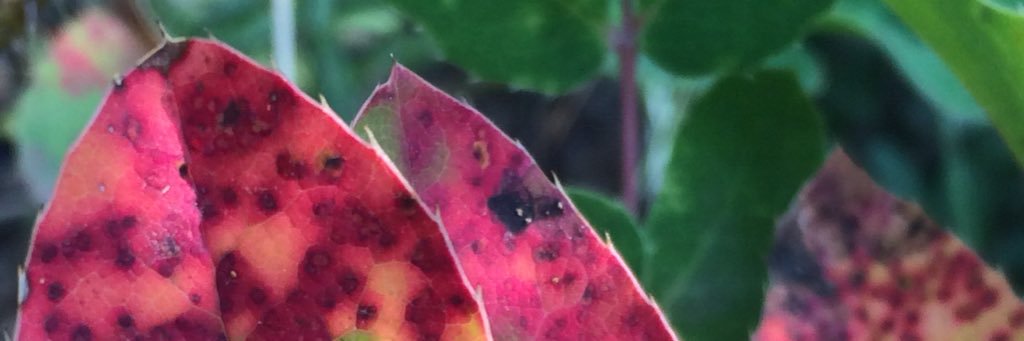 KateByrneFoster's profile banner image