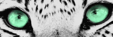 alexrocha70's profile banner image
