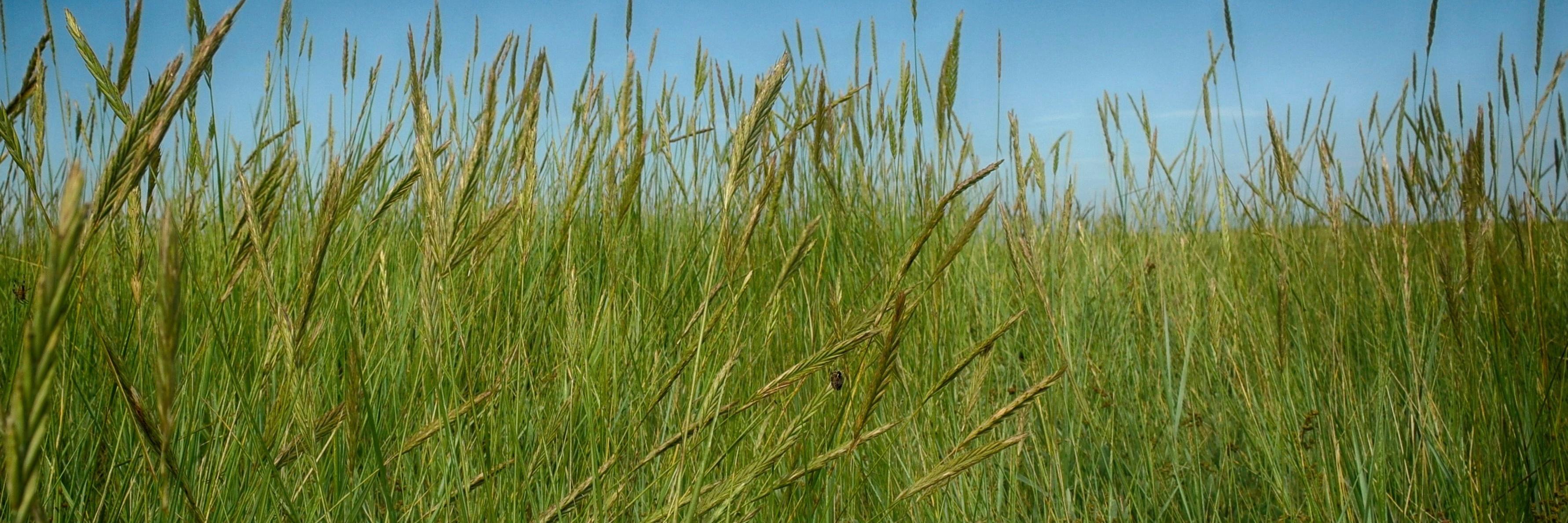 Aus Pollen Forecast banner