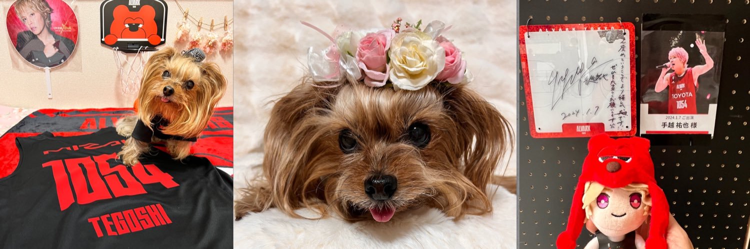 yorkiewanko's profile banner image