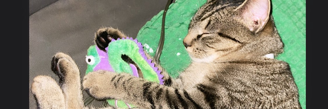 iNELLedit's profile banner image