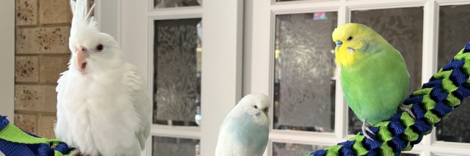 nibby 🫡 banner