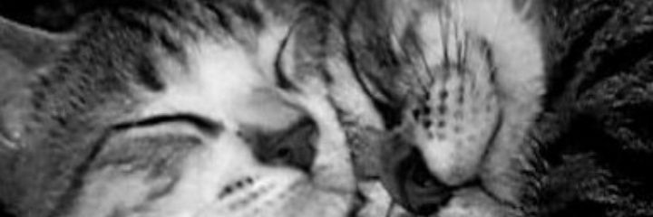 melisaaokk's profile banner image