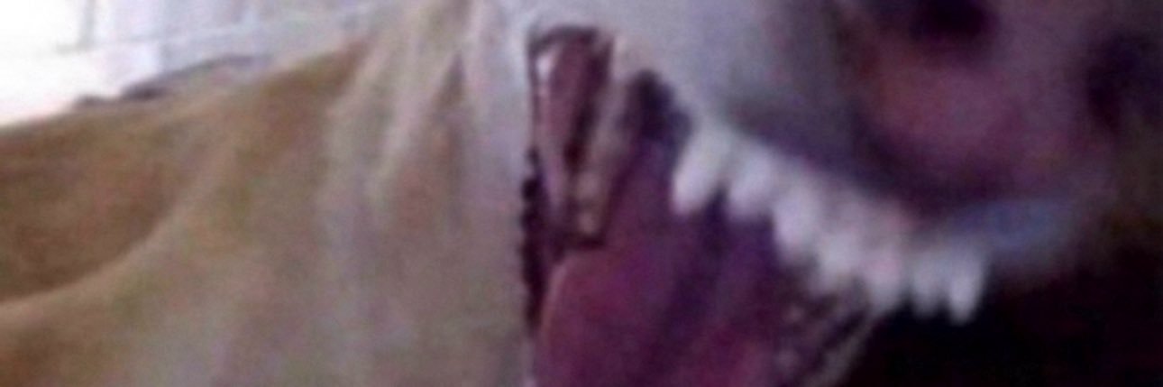 amayuck's profile banner image