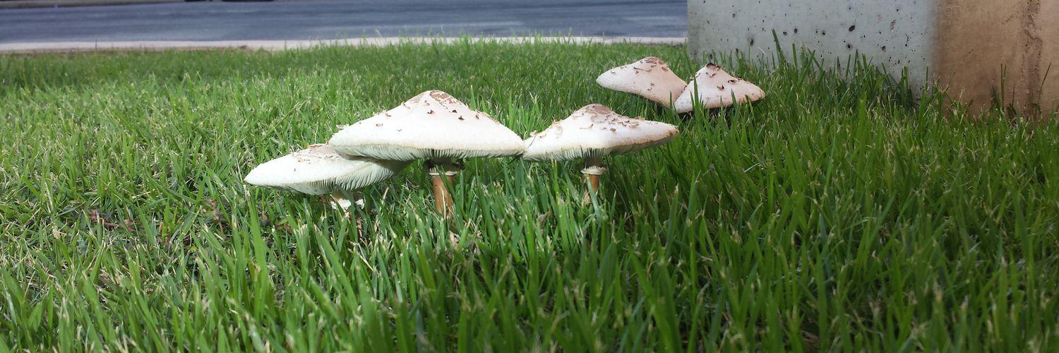 Natasha Isabel banner