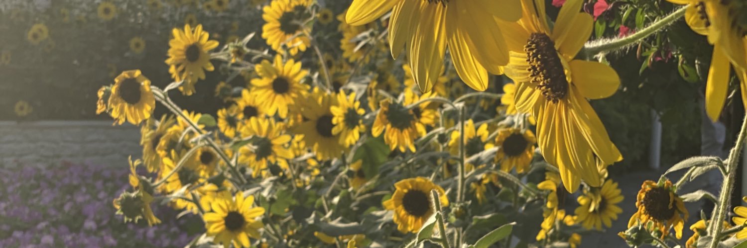 dinahajja's profile banner image