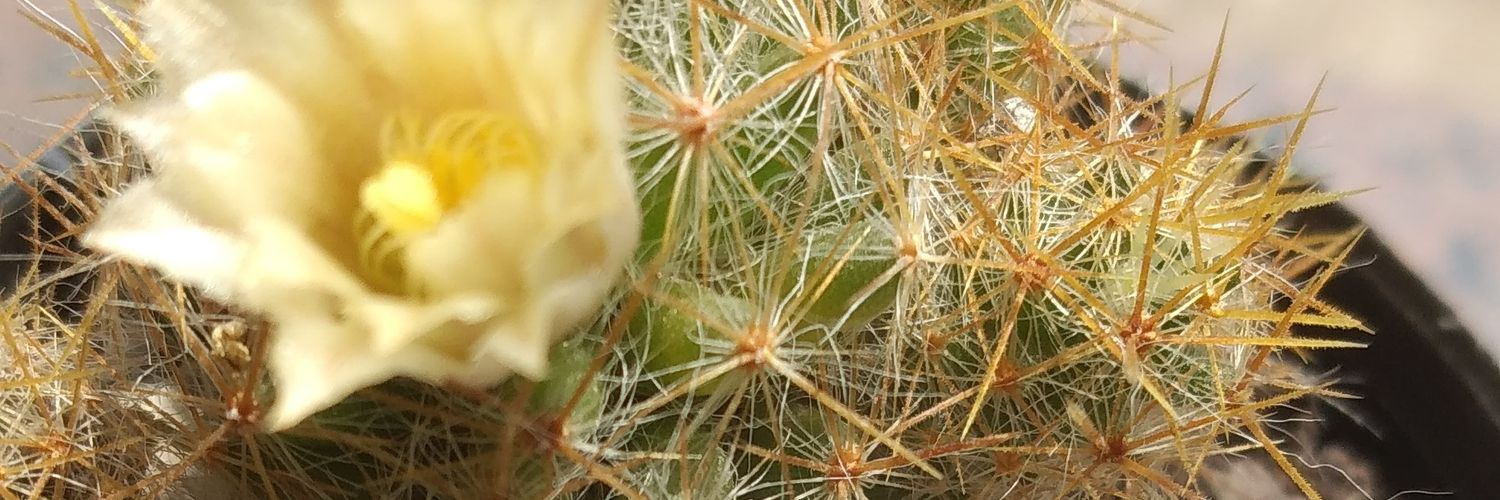 MGeici's profile banner image