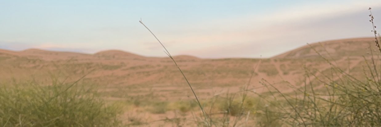 فيبي | phoebe banner