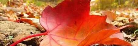Basant satoniya banner