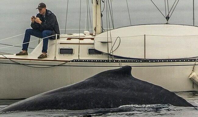 🏳️‍🌈 vaca profana 🏳️‍🌈 banner